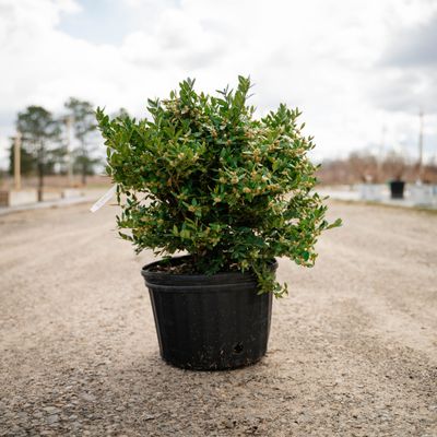 BOXWOOD, GREEN VELVET, #6