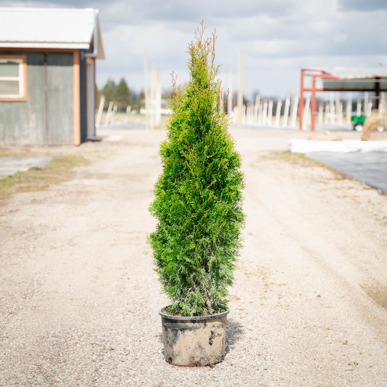 ARBORVITAE, EMERALD GREEN, #6
