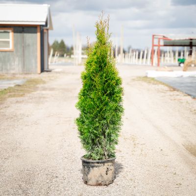 ARBORVITAE, EMERALD GREEN, #6