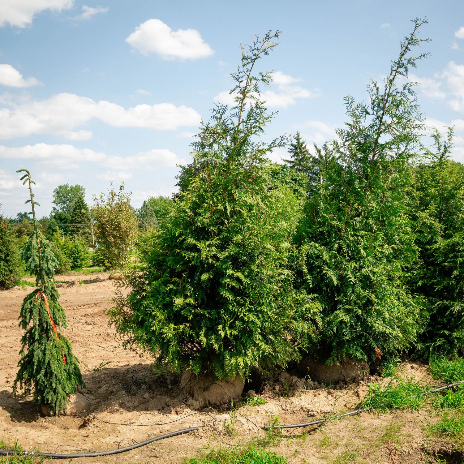 ARBORVITAE, GREEN GIANT #20