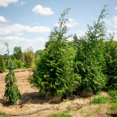 ARBORVITAE, GREEN GIANT #20