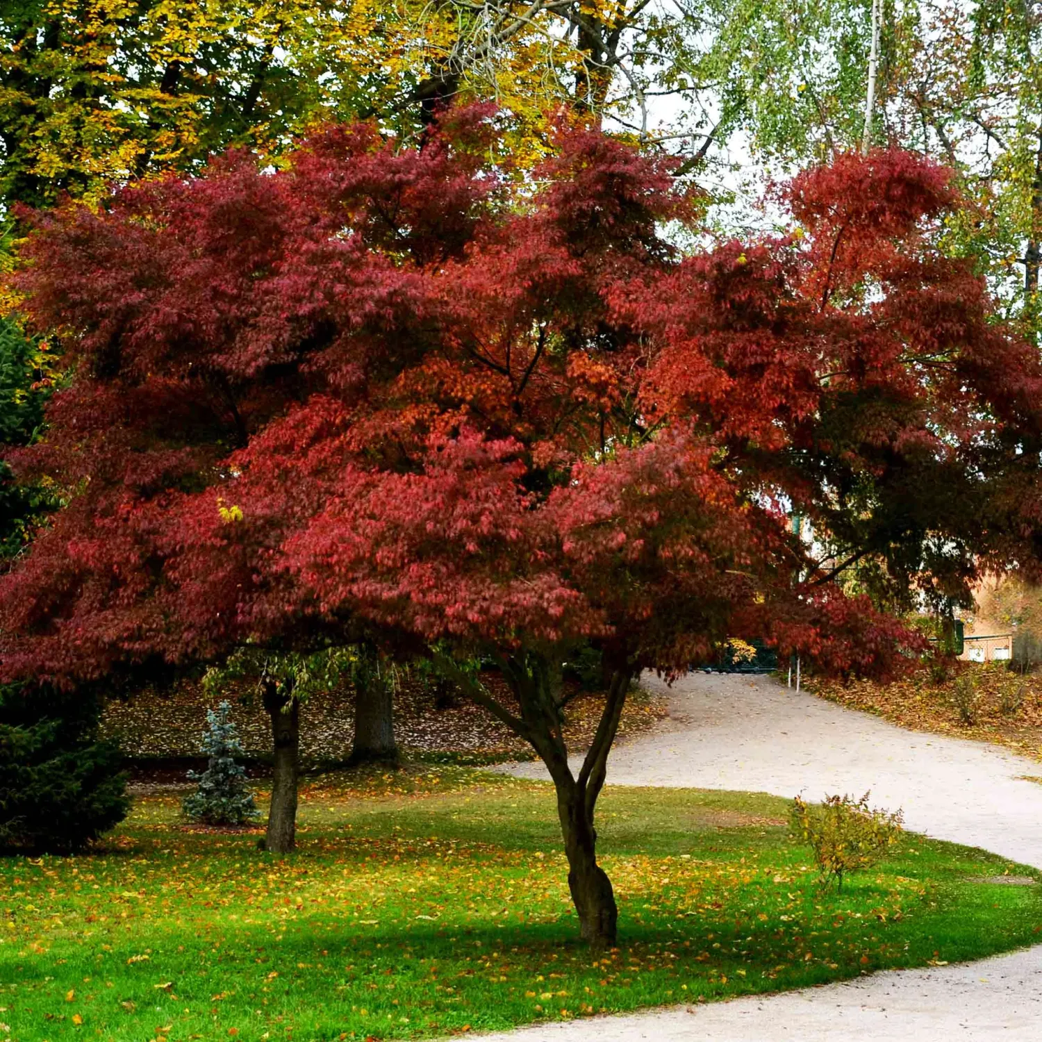 JAPANESE MAPLE, BLOODGOOD, #15