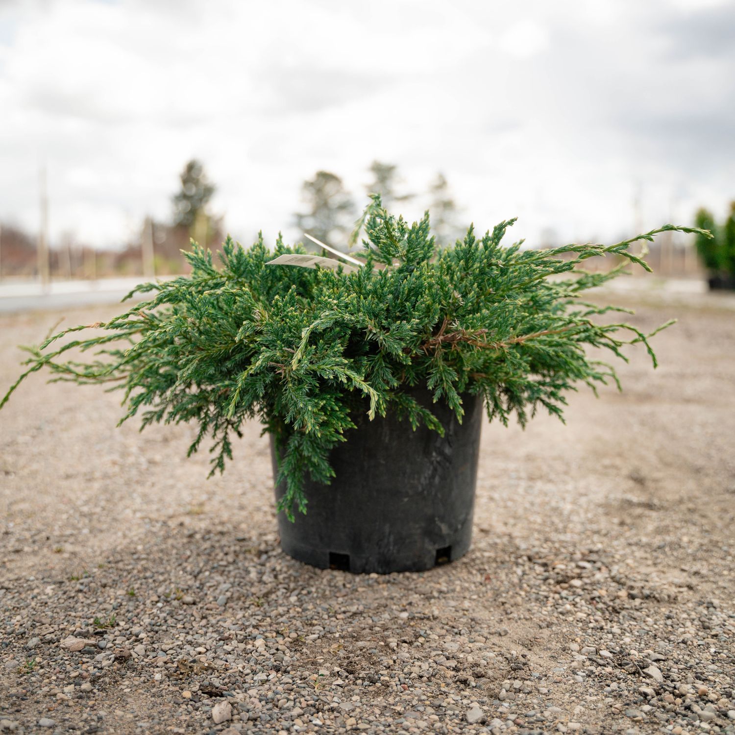 JUNIPER, BLUE CARPET, #3