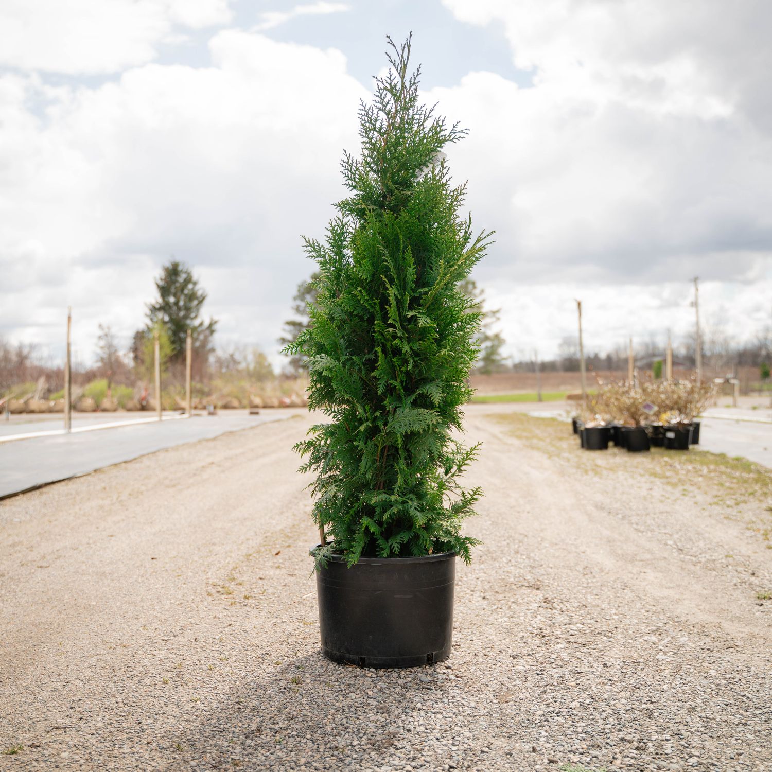 ALASKAN CEDAR, GLAUCA, #6