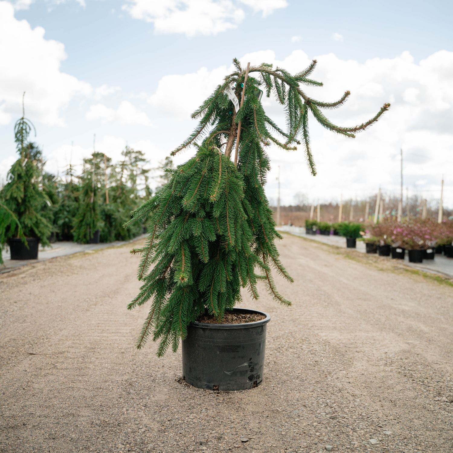 NORWAY SPRUCE, WEEPING, #6