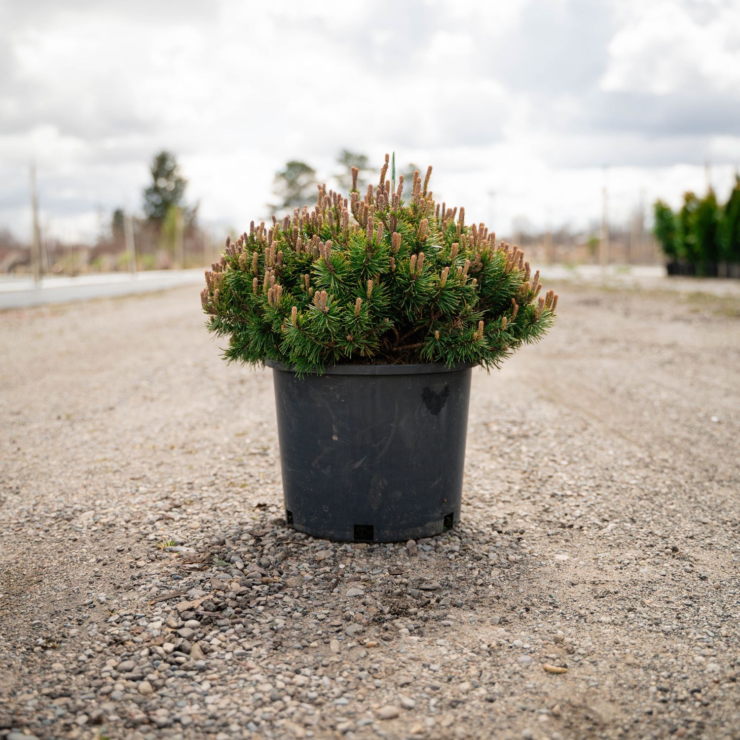 PINE, MUGO, SLOWMOUND, #3