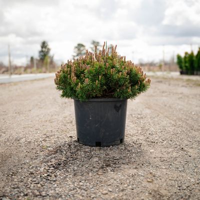 PINE, MUGO, SLOWMOUND, #3