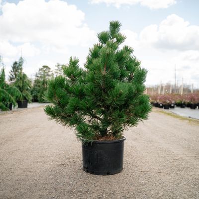 BOSNIAN PINE, IRISH BELL, #6