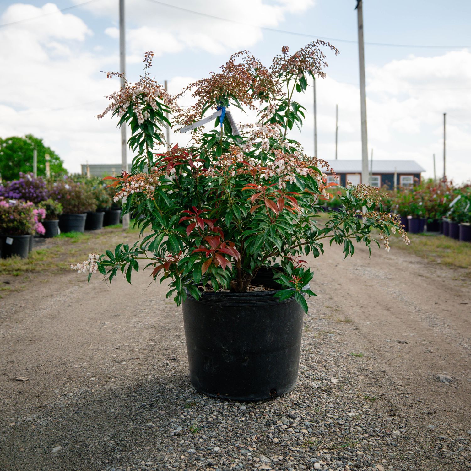 PIERIS, DOROTHY WYCOFF, 21-24"
