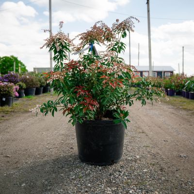 PIERIS, DOROTHY WYCOFF, 21-24"