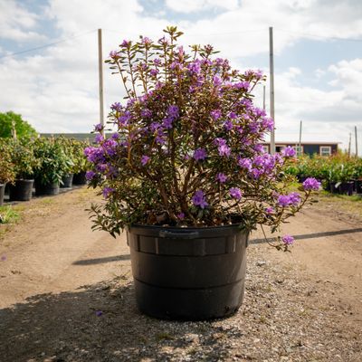 RHODY, GRAPE JAM, 24-27"
