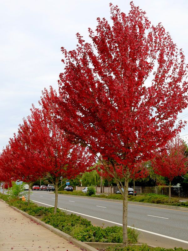 MAPLE, RED, REDPOINTE, #15