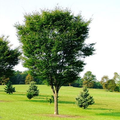 ZELKOVA, GREEN VASE, #15