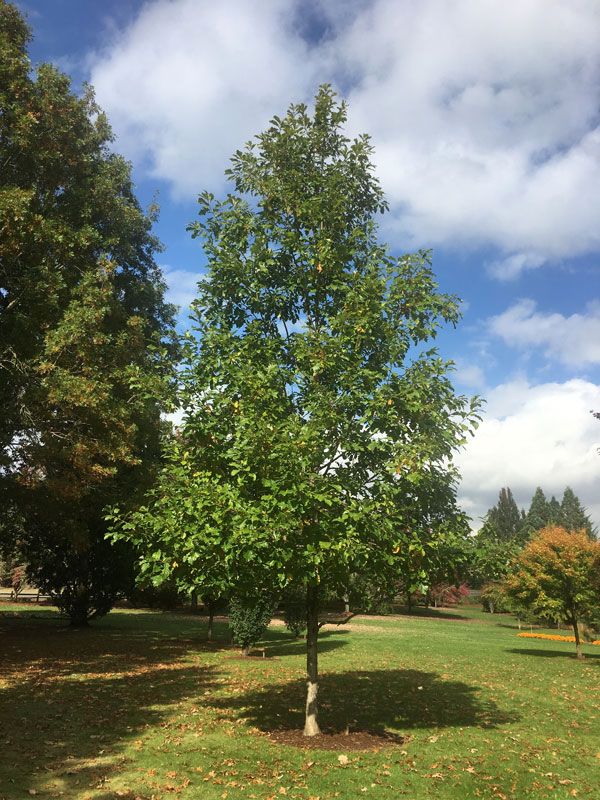 OAK, URBAN PINNACLE, #15