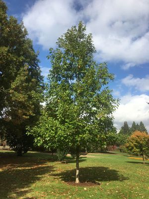 OAK, URBAN PINNACLE, #15