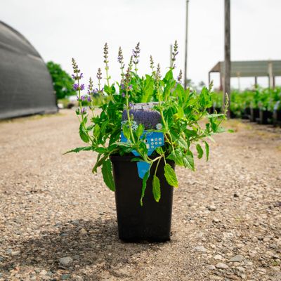 SALVIA MAY NIGHT #2