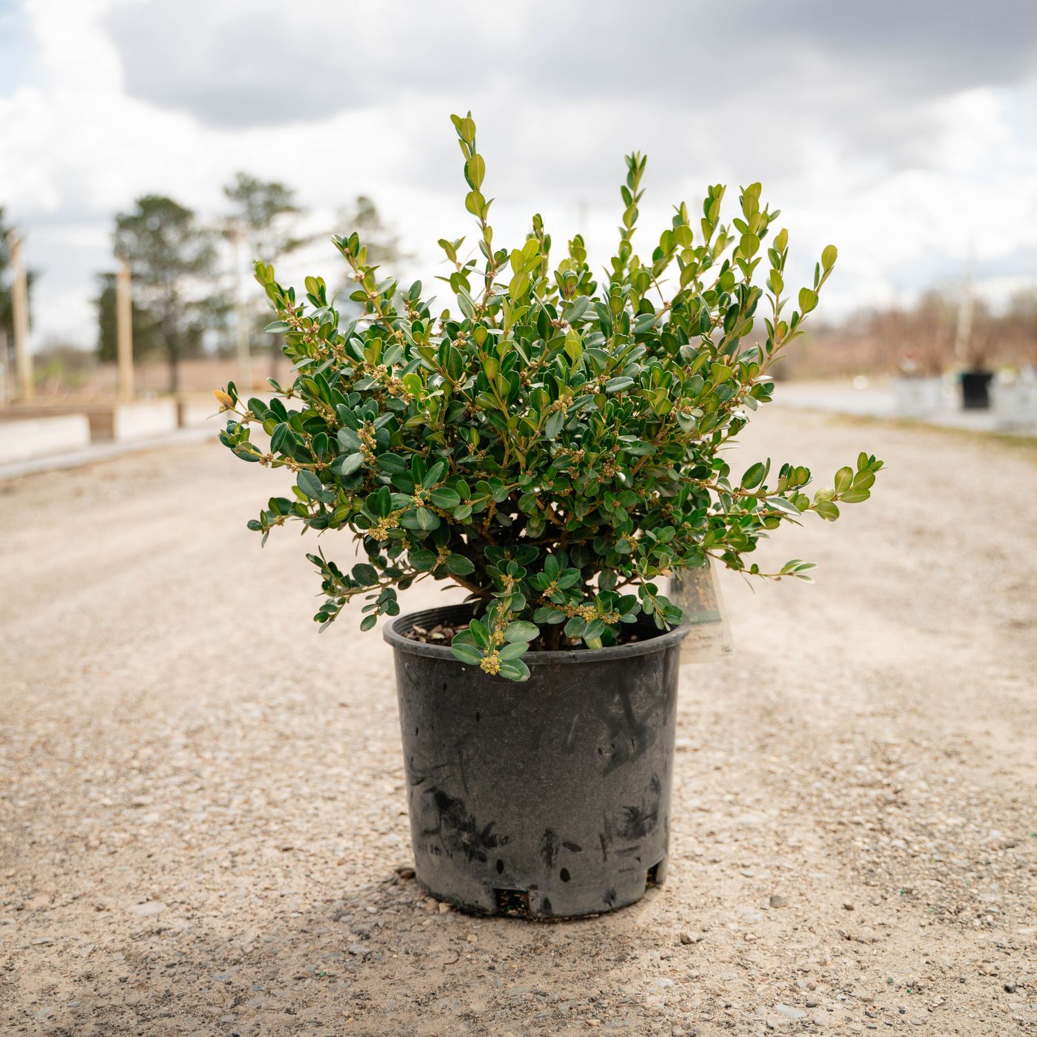 BOXWOOD, WINTER GEM #3