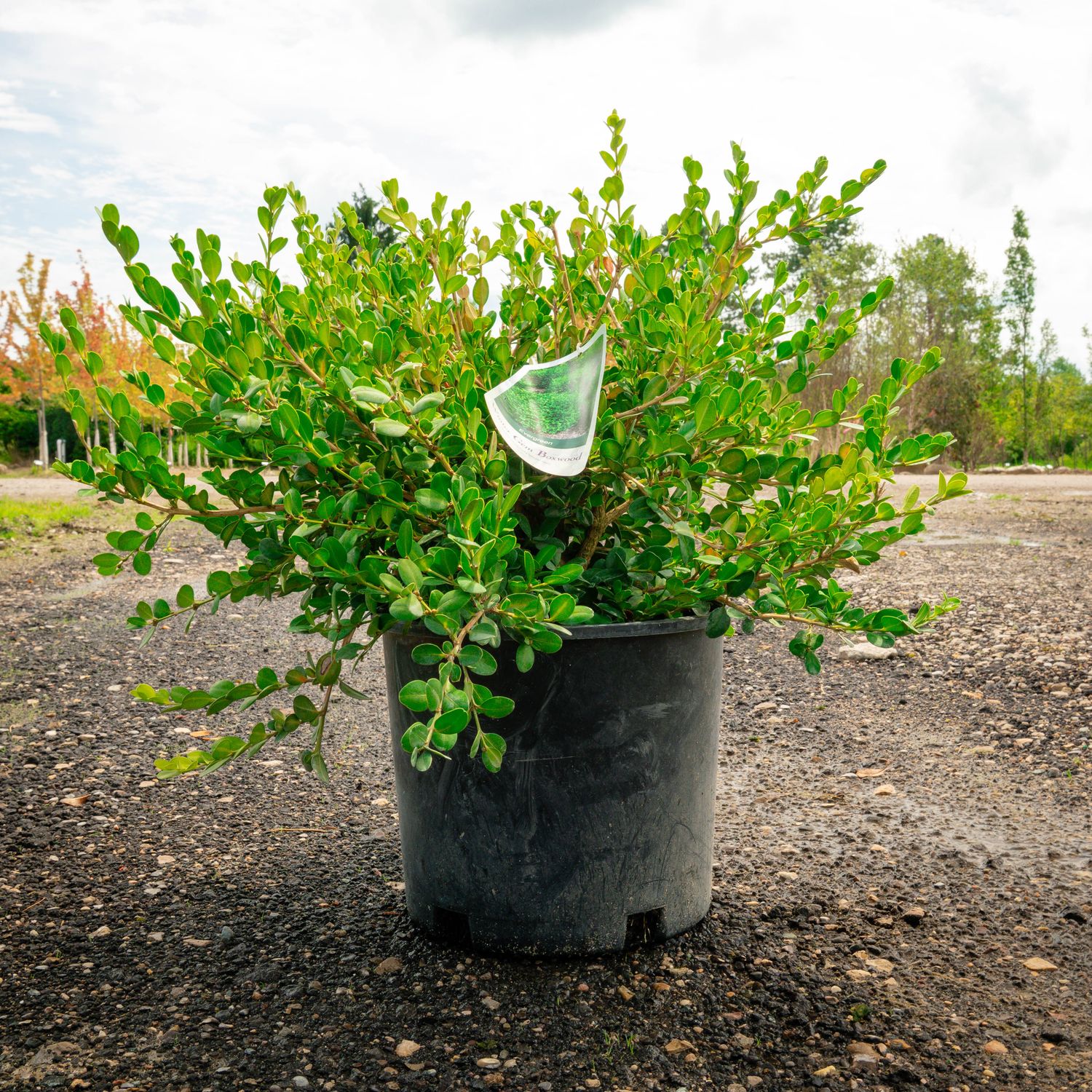 BOXWOOD, WINTER GEM #3