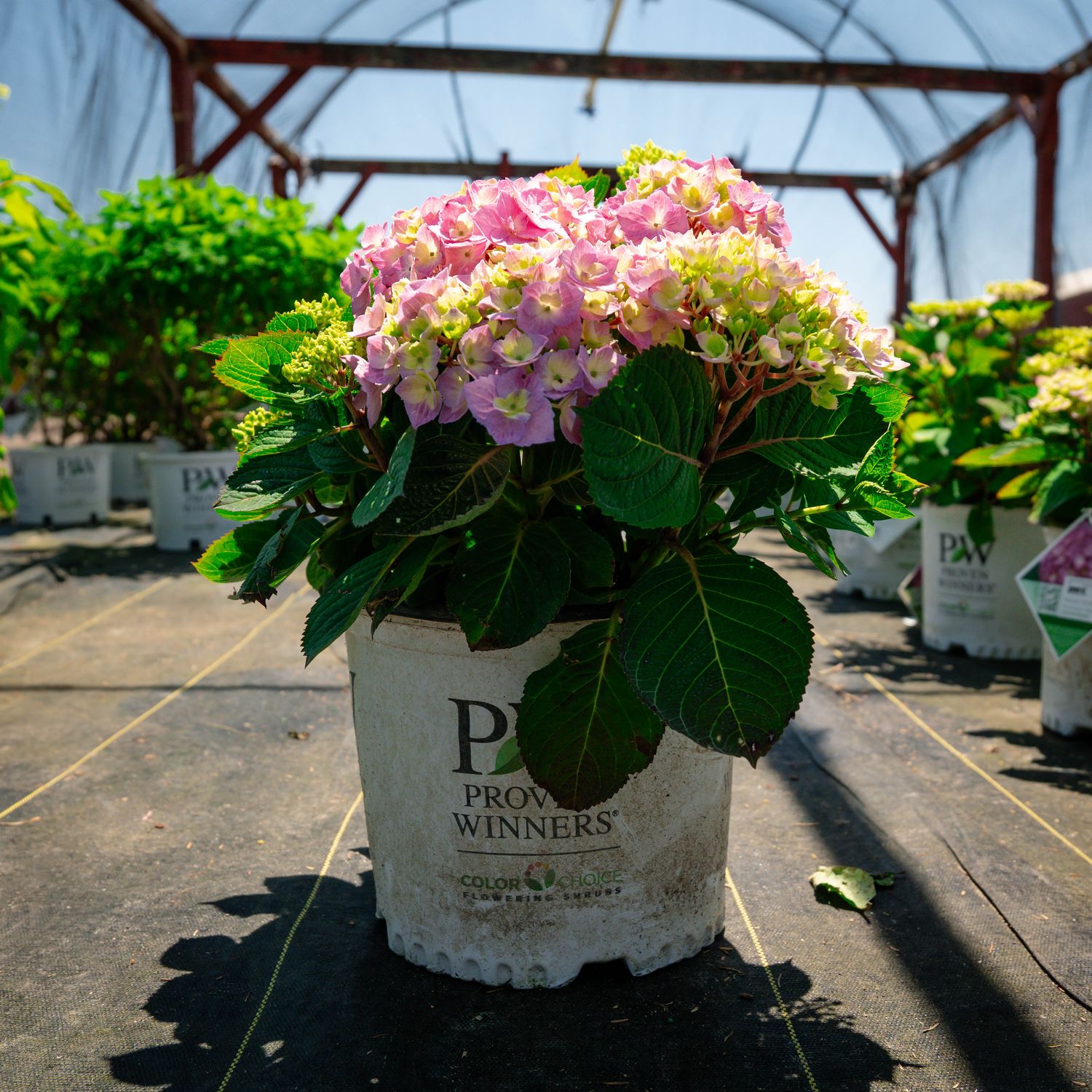 HYDRANGEA, LETS DANCE, SKYVIEW, #3