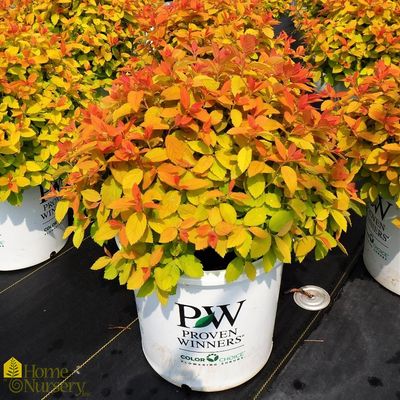 SPIREA, DOUBLE PLAY BIG BANG, #3