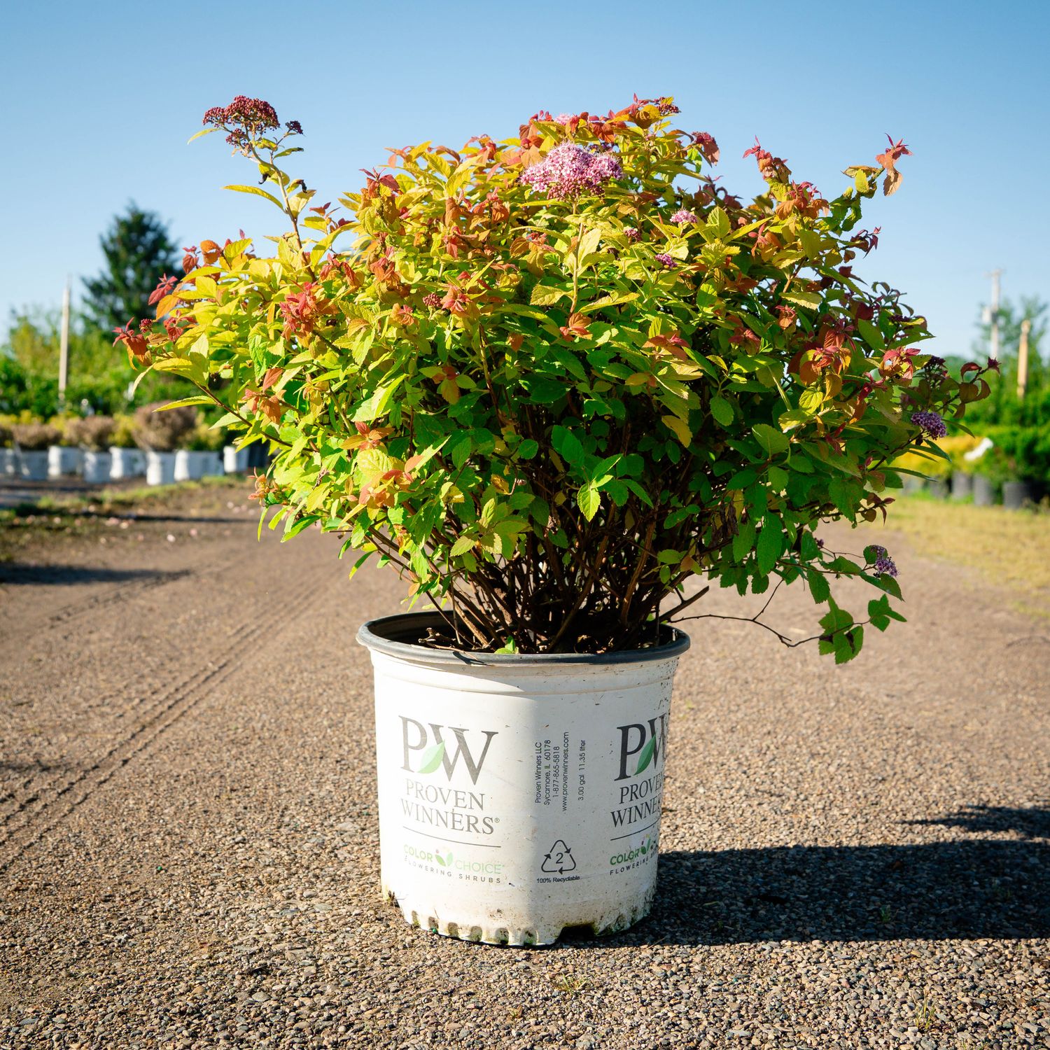 SPIREA, DOUBLE PLAY BIG BANG, #3