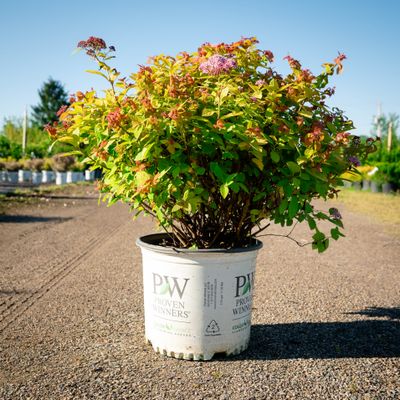 SPIREA, DOUBLE PLAY BIG BANG, #3