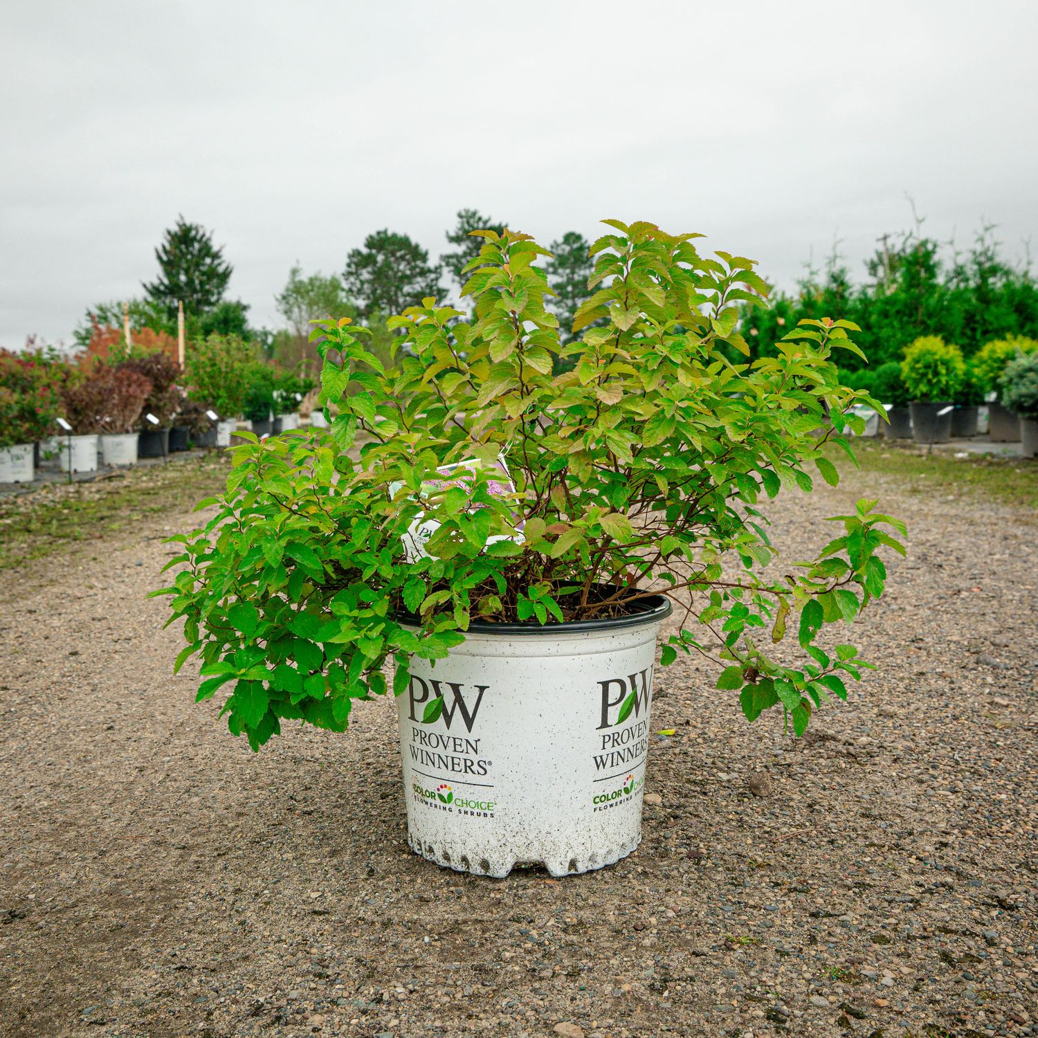 SPIREA, DOUBLE PLAY BIG BANG, #3
