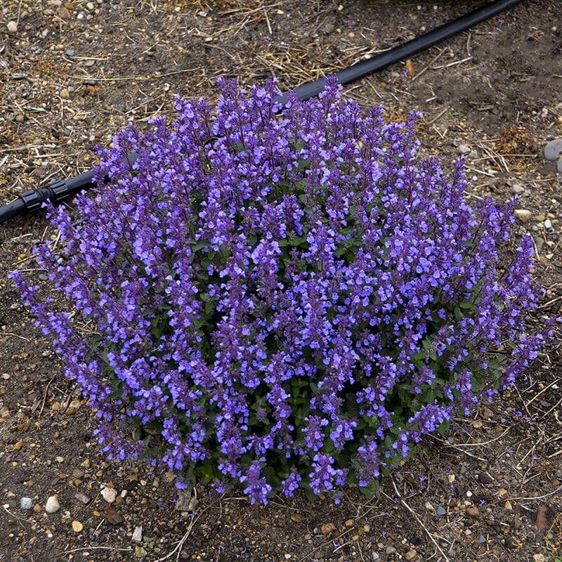 CATMINT, CATS PAJAMA #1