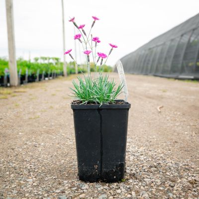 DIANTHUS FIREWITCH #1