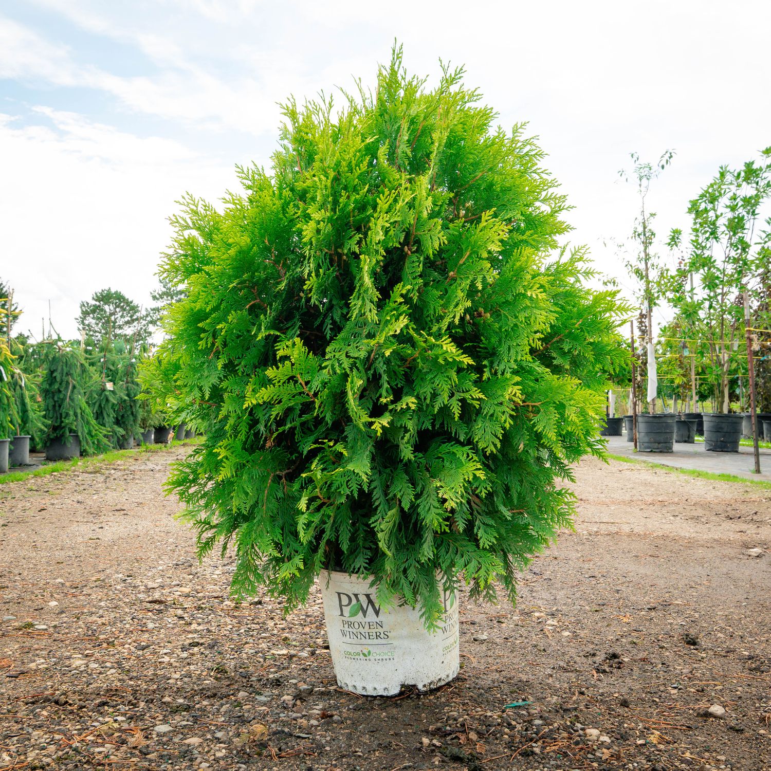 ARBORVITAE, CHEER DROPS, #3