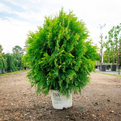 ARBORVITAE, CHEER DROPS, #3