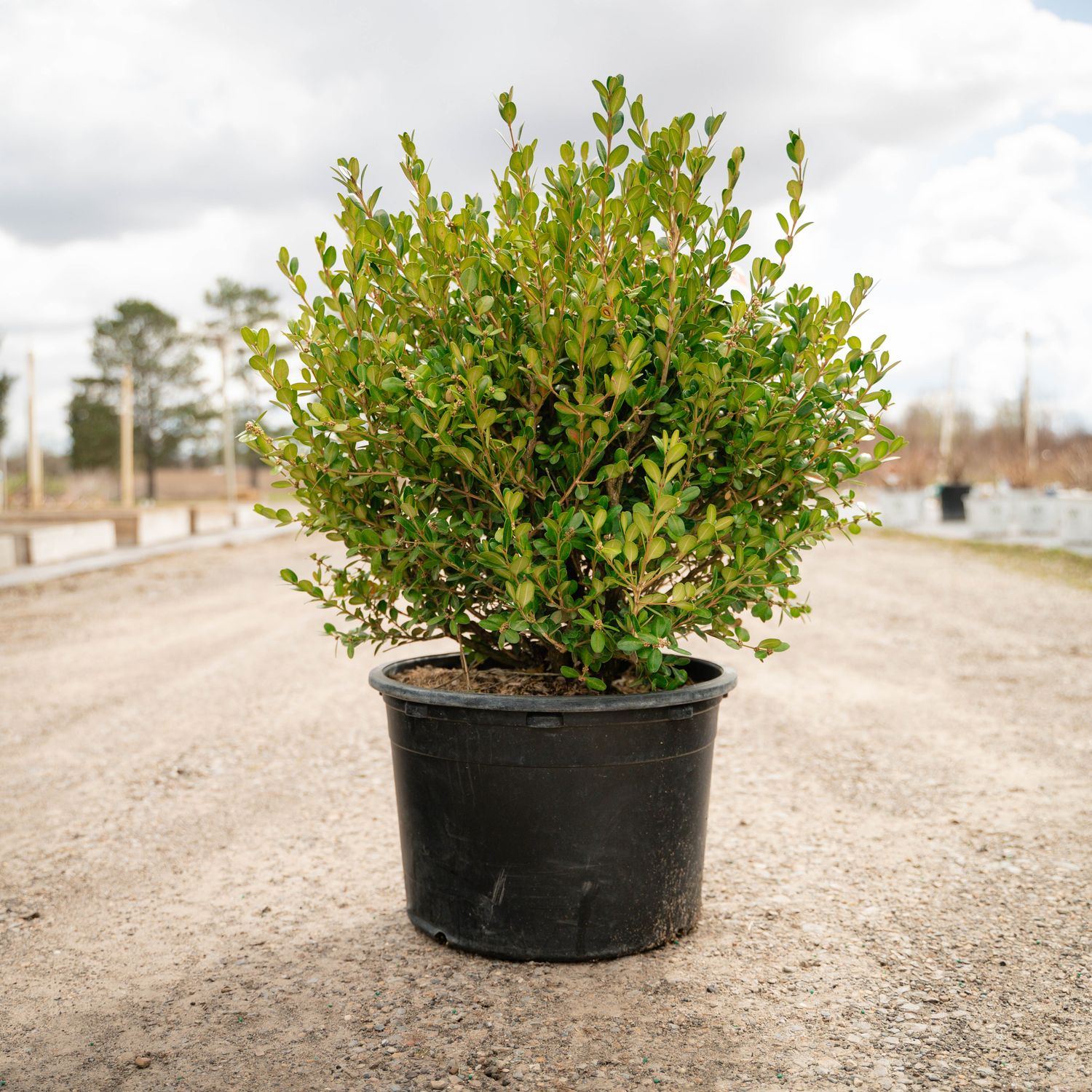 BOXWOOD, WINTER GEM, #7