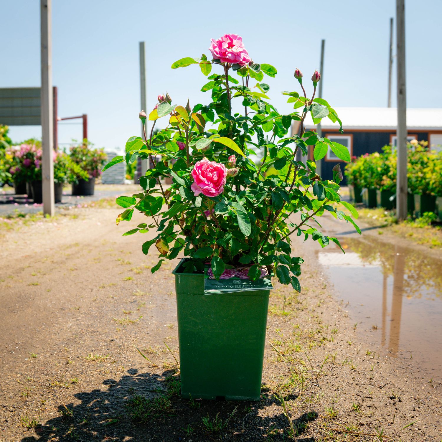 ROSE, DA, GERTRUDE JEKYLL, #3
