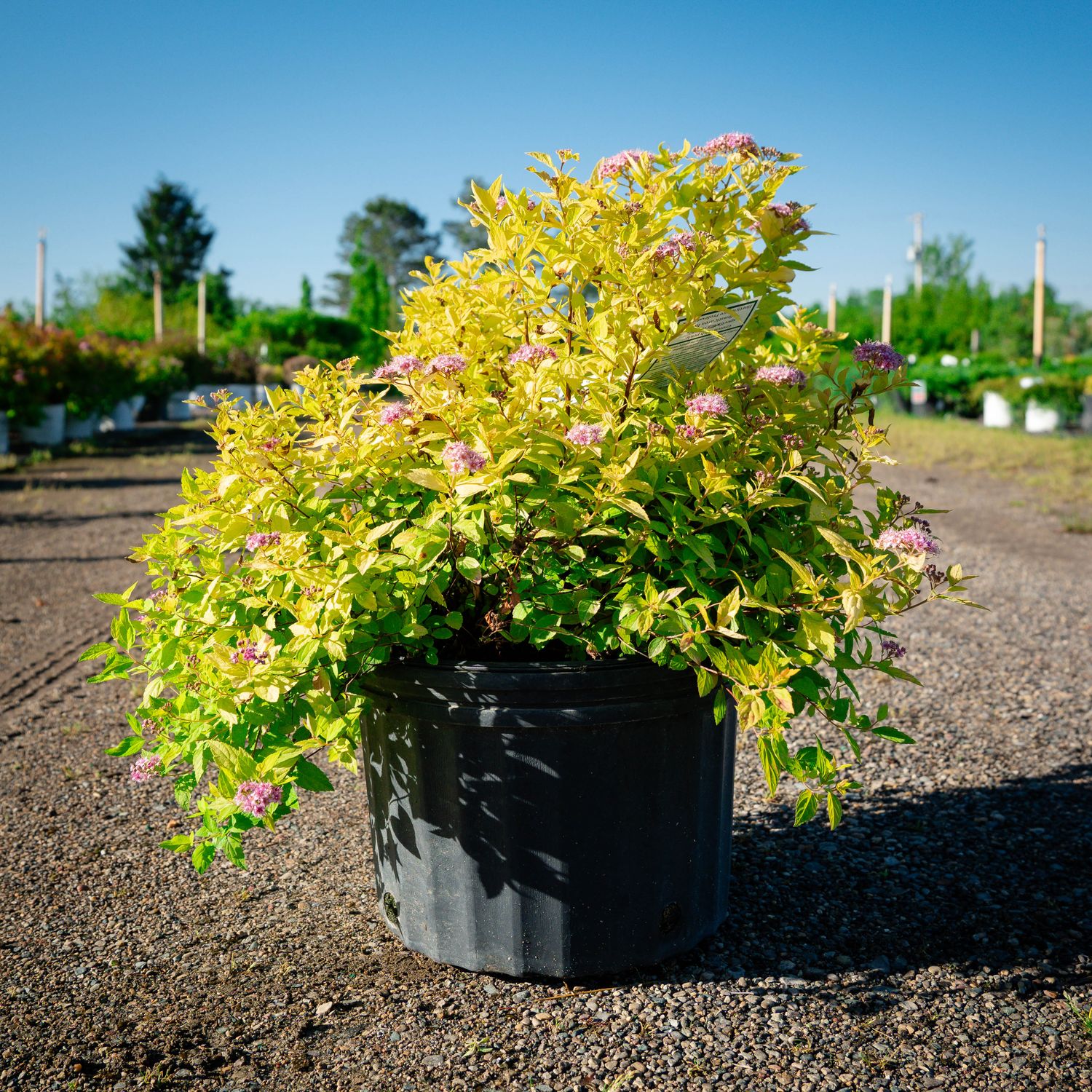 SPIREA, GOLDMOUND, #3