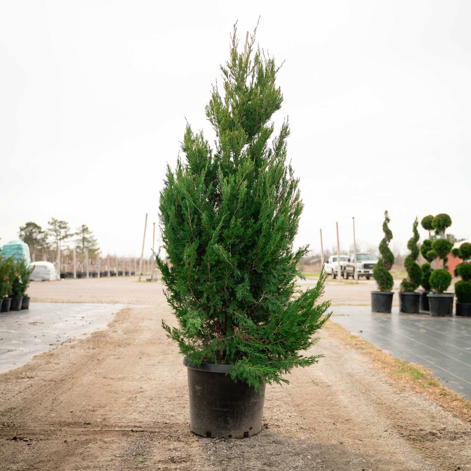 JUNIPER, SPARTAN, #15, 4-5'