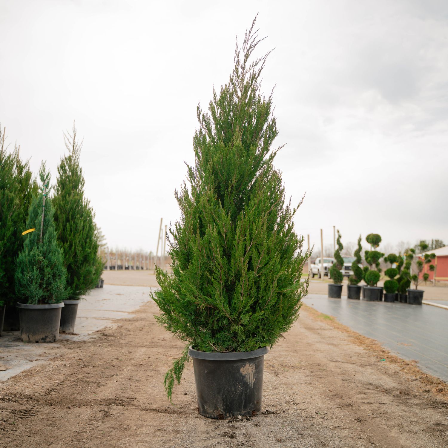 JUNIPER, SPARTAN, #15, 5-6'