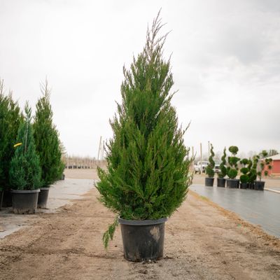 JUNIPER, SPARTAN, #15, 5-6'