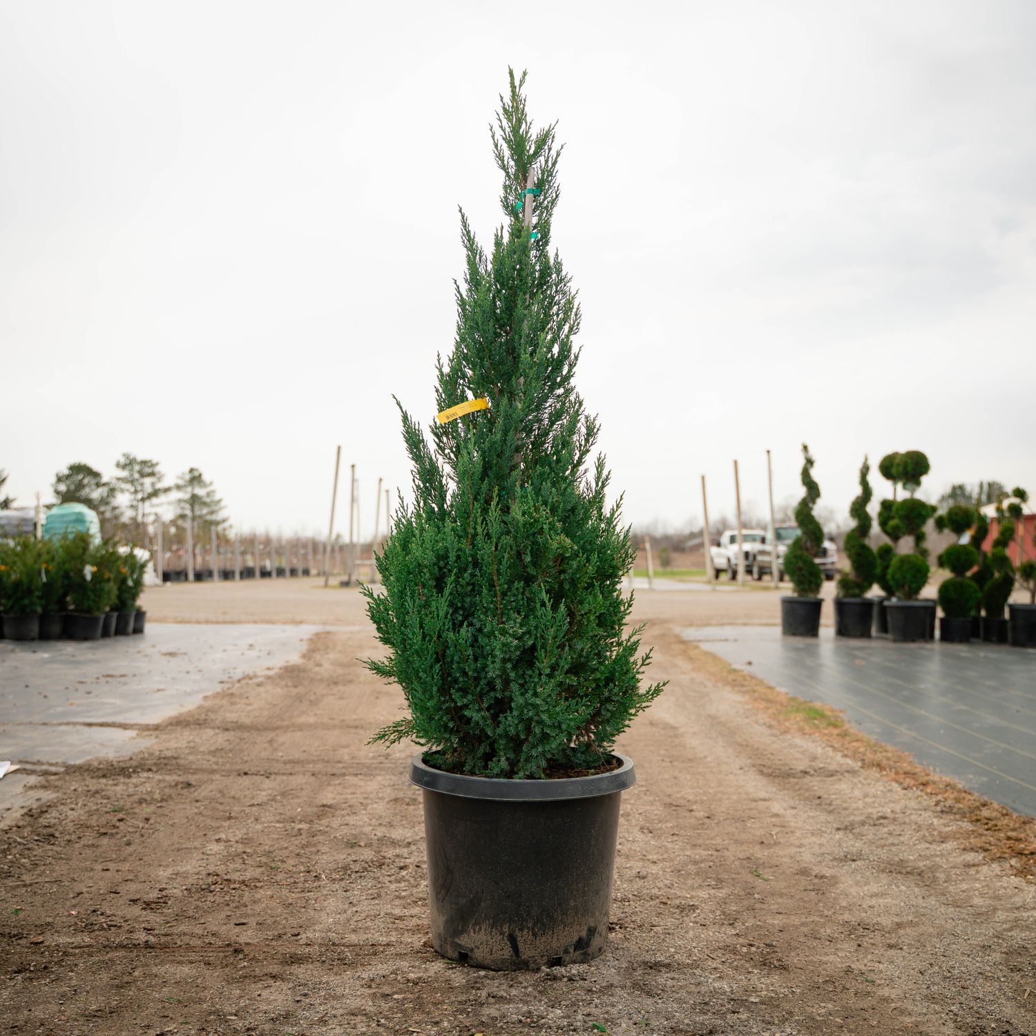 JUNIPER, BLUE POINT, #15, 4-5'