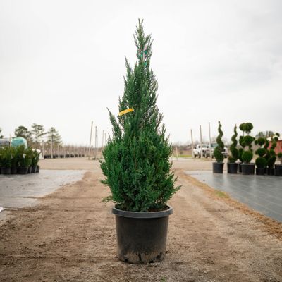 JUNIPER, BLUE POINT, #15, 4-5'