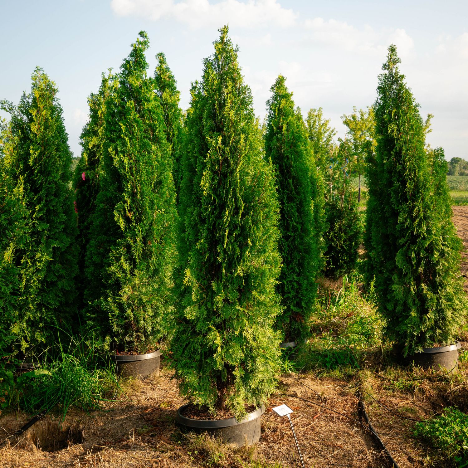 ARBORVITAE, EMERALD GREEN, #20, 7-8'
