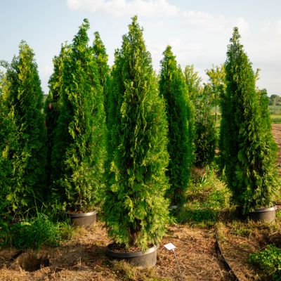 ARBORVITAE, EMERALD GREEN, #20, 7-8'