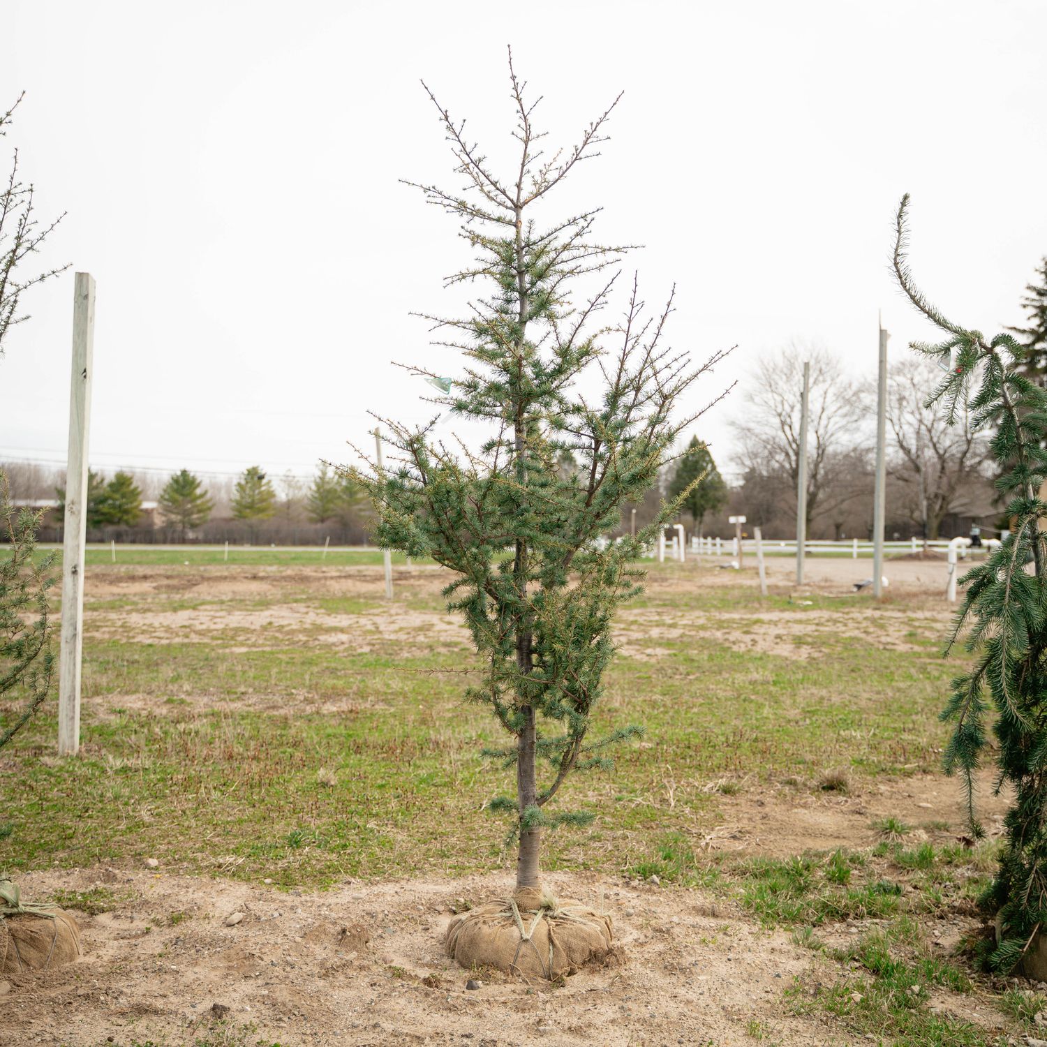 CEDAR OF LEBANON, STENOCOMA, 6-7' BB