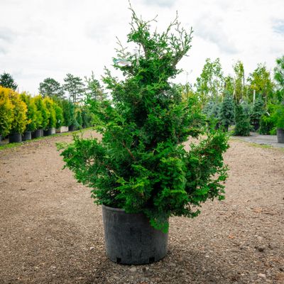 HINOKI, ISELI GREEN, #3 HINOKI, ISELI GREEN, #3