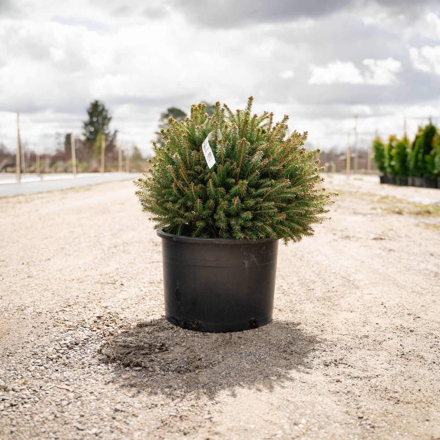 NORWAY SPRUCE, FATCAT, #6