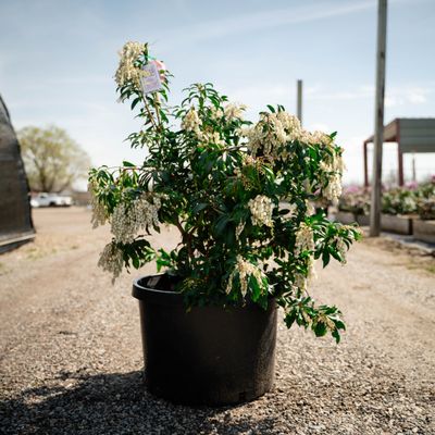 PIERIS, BROWERS BEAUTY, 24-27"