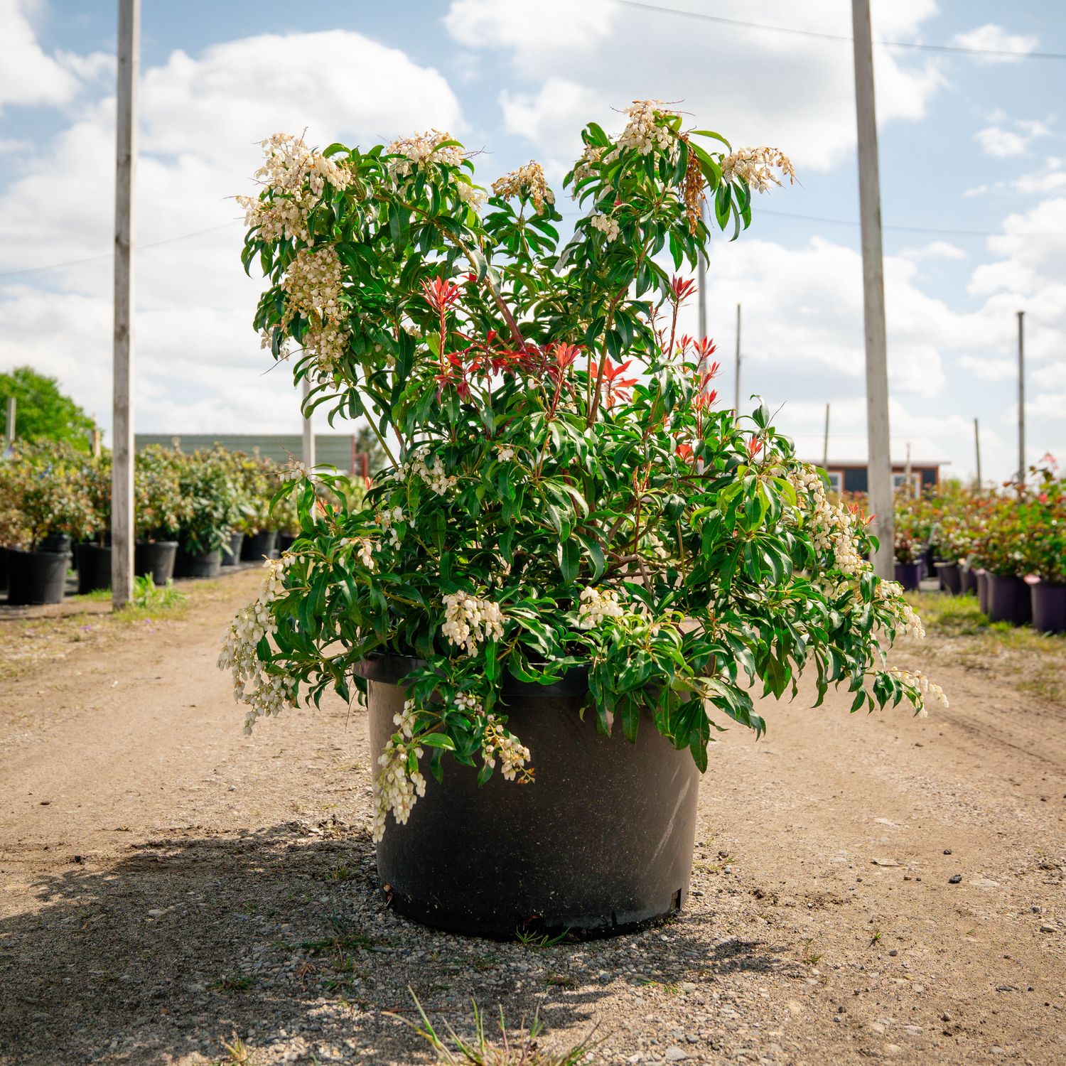 PIERIS, RED MILL, 21-24"