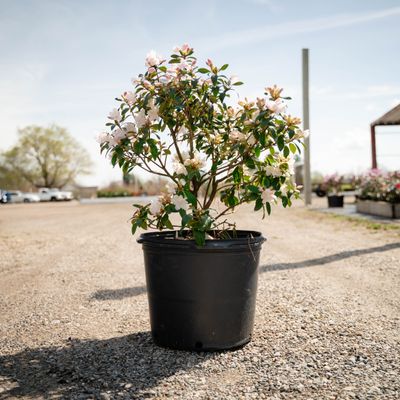 RHODY, APRIL DAWN, 18-21"