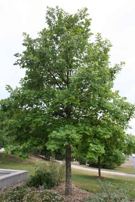 OAK, SWAMP WHITE 2.5-3.0