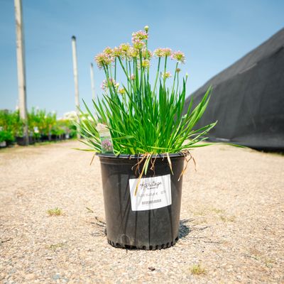 ALLIUM, MILLENIUM, #2