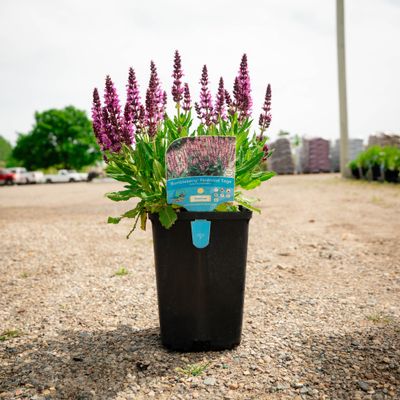 SALVIA BUMBLEBERRY #1